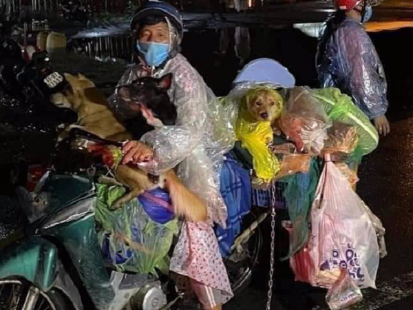 Trưởng trạm y tế nơi tiêu hủy đàn chó, mèo xin nghỉ việc