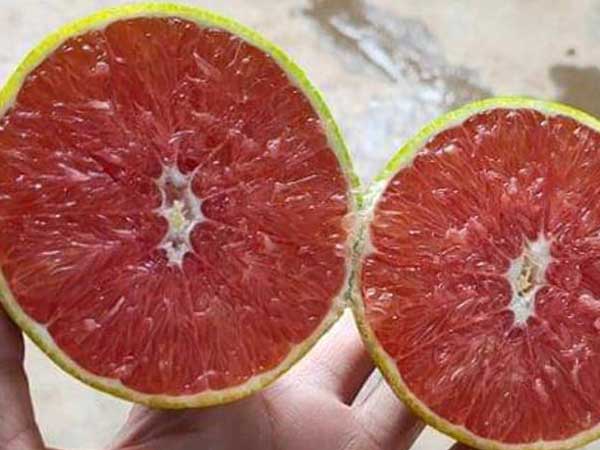 Loại cam ruột đỏ khác thường mới xuất hiện ở Việt Nam