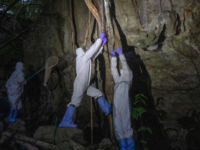 Điều tra nguồn gốc Covid-19: WHO muốn tiếp cận hang dơi gần Vũ Hán nhưng bị Trung Quốc từ chối