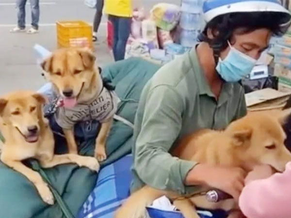 Vụ 15 con chó bị tiêu hủy ở Cà Mau: Một người không liên quan ở Đồng Nai liên tục bị gọi điện chửi bới