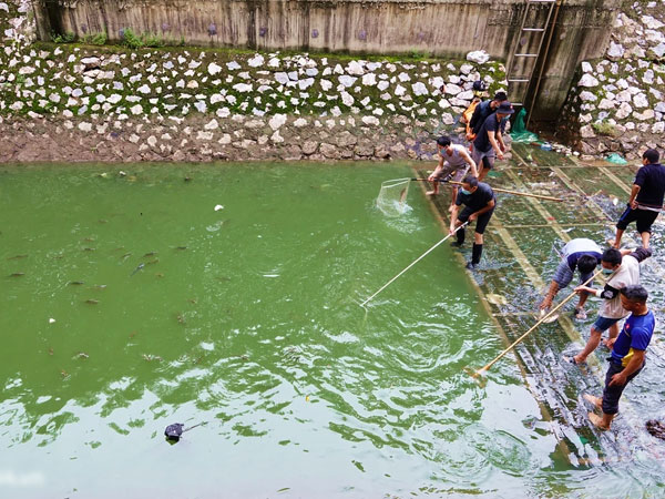 Hà Nội: Sông Tô Lịch bất ngờ chuyển màu xanh ngắt, người dân mang theo bao bắt hàng trăm cân cá đem về