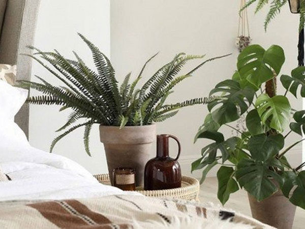 3 vị trí nên đặt cây cảnh phong thủy, giúp gia đình ăn nên làm ra