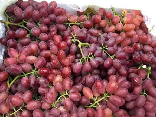 Nho Trung Quốc phủ sóng chợ mạng giá rẻ giật mình, chị em tấp nập mua về phơi khô nguyên cành