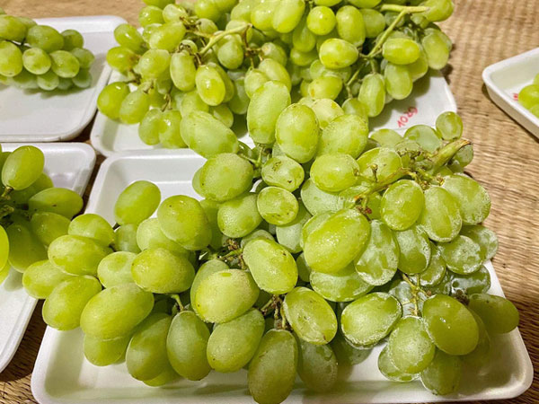 Thêm 2 loại nho Trung Quốc siêu giòn ngọt, giá chỉ từ 27.000 đồng/kg gây sốt, tiểu thương 'ém' nguồn gốc để 'đi' nhiều hàng