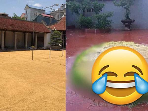 Vừa phơi thóc đầy sân thì mắc mưa 3 ngày, một gia đình quyết định 'buông theo ý trời' và cái kết ngã ngửa