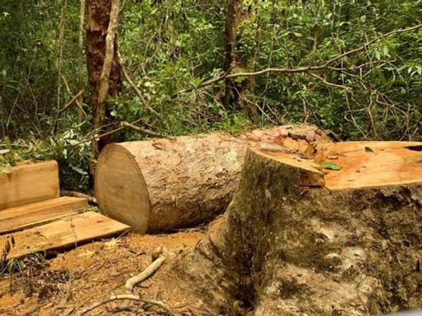 Khởi tố Trạm trưởng bảo vệ rừng và 2 nhân viên khai thác gỗ trái phép