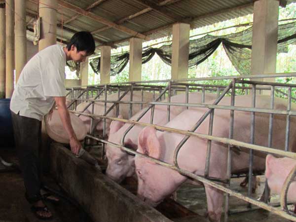Lợn hơi tăng giá dựng ngược, chỉ sau 1 ngày dân nuôi thoát lỗ tiền tỷ