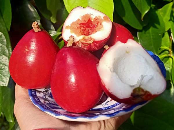 Quả lạ đỏ như son: Món ăn vặt mới, chị em lùng mua