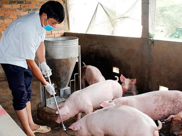 Bộ trưởng Nông nghiệp lý giải vì sao cả ngành chăn nuôi thiệt hại 80.000 tỷ đồng nhưng không được hỗ trợ 30.000 tỷ như Vietnam Airlines?