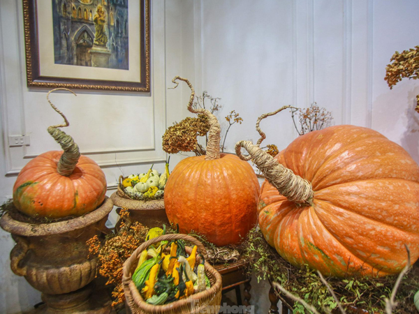 Người dân Thủ đô săn bí ngô 'siêu khổng lồ' giá chục triệu để trang trí Halloween