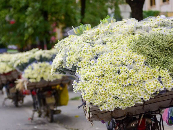 Cúc họa mi xuống phố đầu mùa nở căng đẹp, bó to 10 cành có giá 100 ngàn
