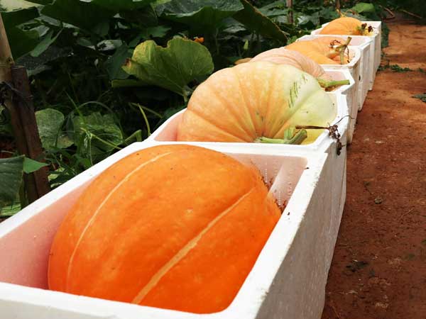 Hoa mắt với các loại bí ngô ở Đà Lạt mùa Halloween