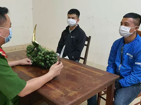 Bắt giữ 2 thanh niên trộm… 2 buồng cau