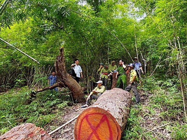 Điều tra vụ 2 cây lim xanh bị hạ tại Khu bảo tồn thiên nhiên Núi Ông