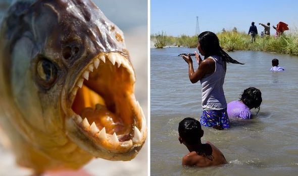 Nhảy xuống hồ nước tránh ong đốt, người đàn ông không ngờ bầy cá tử thần chực chờ phía dưới, kết quả chết không toàn thây