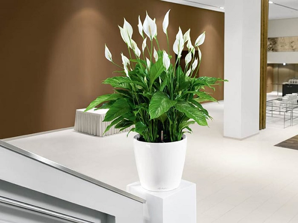 Ảnh bìa bài viết 795297