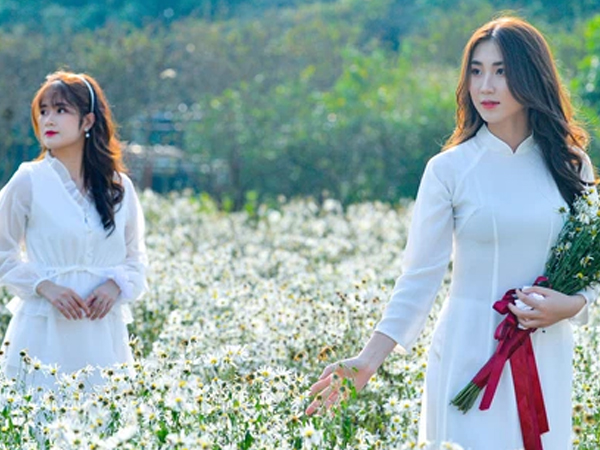 Ngắm nhìn thiếu nữ Hà Nội chụp ảnh cùng cúc họa mi trong những ngày 'bình thường mới'