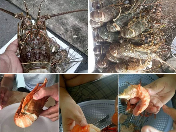 Sự thật tôm hùm 20.000 đồng/con đang rao bán khắp nơi