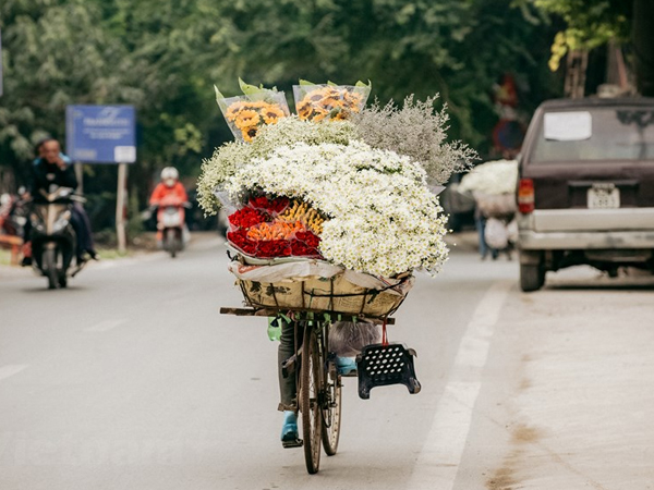 Hà Nội mùa cúc họa mi: Mang Đông ùa về ngập phố