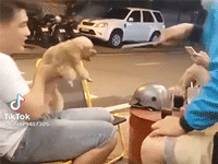 Cậy có 'con sen' đứng cạnh bảo kê, chú chó xông lên 'combat' với đối thủ to hơn mình chục lần, clip thu về lượng theo dõi khủng chỉ sau 1 tiếng