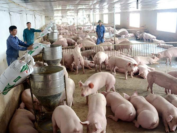 Giá lợn vẫn giảm: Quá rẻ, chưa đến 50 nghìn đồng/kg