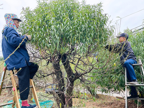 Người trồng đào Nhật Tân tất bật tuốt lá, lắp điều hòa chuẩn bị vụ hoa Tết