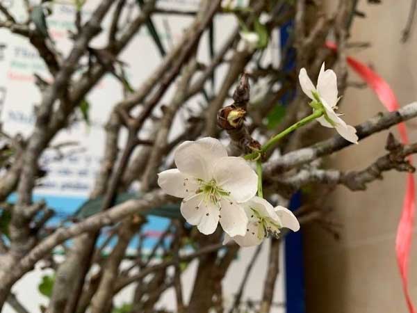 Người Hà Nội chịu chơi, vung tiền triệu mua đào rừng nở sớm