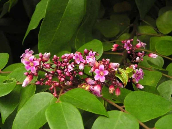 7 loại nước lá tắm hết dị ứng, nổi mề đay, mẩn ngứa: Trời lạnh ai ngứa ngáy nên dùng ngay