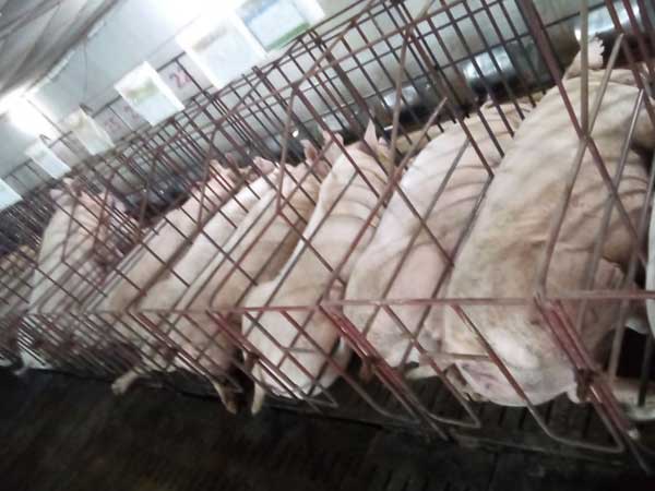 Nghịch lý: Càng gần Tết, giá lợn hơi càng giảm