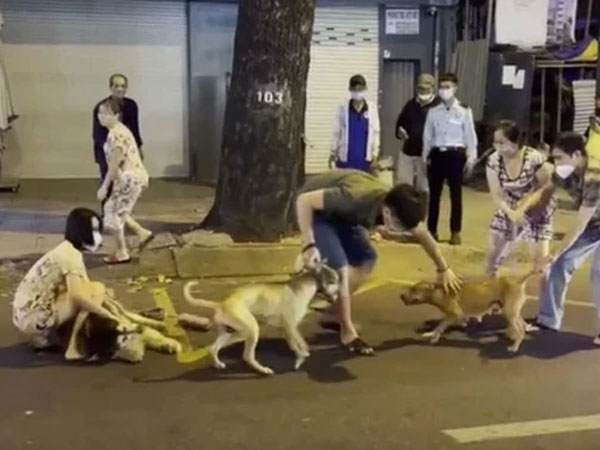 Kinh hoàng clip 2 con Pitbull điên cuồng cắn chó Alaska trên đường phố, mặc cho 4 người lớn vật lộn lôi ra vẫn không chịu nhả