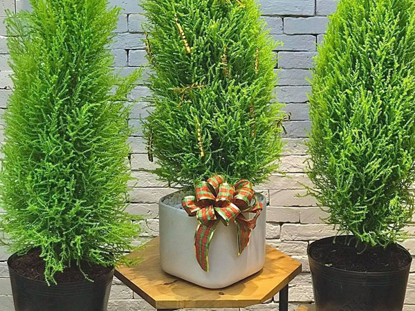Cận Giáng sinh, cây thông mini đắt khách trên chợ mạng