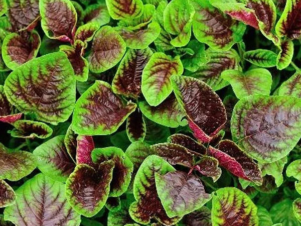 4 loại rau 'trường thọ' được thế giới săn lùng, có loại đắt gấp 10 lần nhân sâm mà người Việt bỏ phí