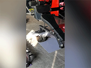 Tròn mắt xem màn tập thể dục cực đáng yêu của chú mèo đốm trong phòng gym