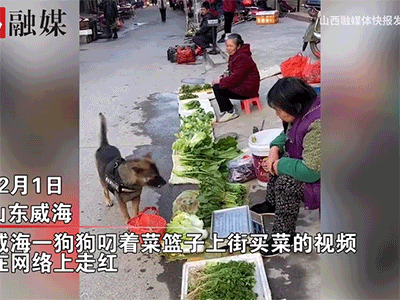 Ngỡ ngàng cảnh chú chó xách làn đi chợ, chọn lựa đồ ăn không khác gì người, dân mạng cười ra nước mắt: 'Thiếu mỗi nước mở miệng trả giá nữa thôi!'