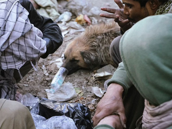 Cảnh chó phê ma túy gây sốc ở Afghanistan và bí mật đau lòng phía sau