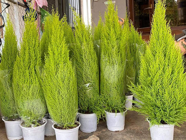 Thông Noel 'made in Vietnam' xanh chợ, giá quá rẻ dân vội chốt đơn