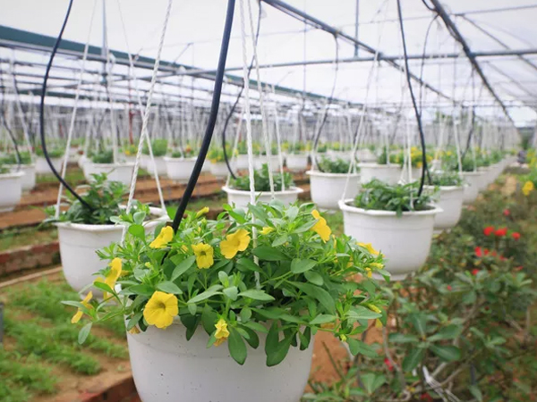 Thủ phủ hoa Tết Đà Nẵng 'nín thở' chờ thương lái