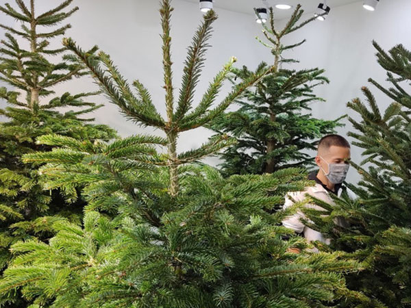 Dịch bệnh khó khăn, nhiều người vẫn chi 150-200 triệu đồng sắm cây thông thật chơi Noel