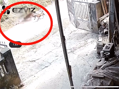 Clip bé trai 2 tuổi bị chó hàng xóm lao vào cắn xé dã man