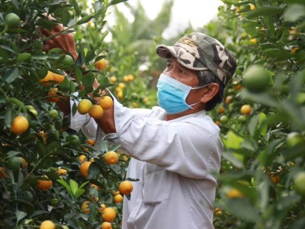 Quất cảnh vụ Tết 'lúc lỉu' chờ thương lái