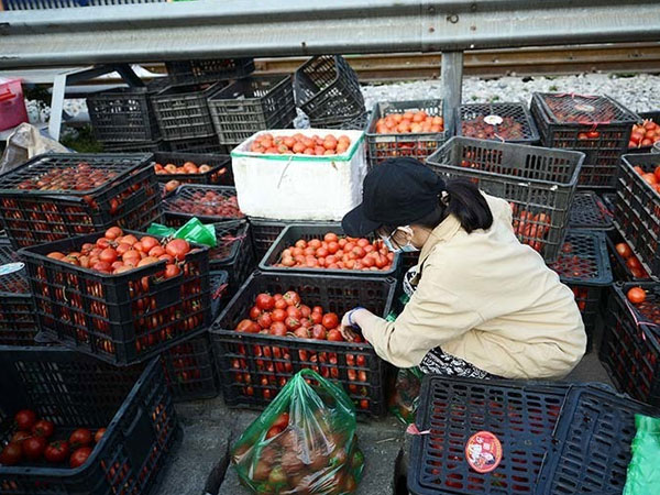 Bà nội trợ kêu trời với quả cà chua, đại gia đau đầu vì cọng hành