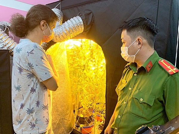 'Nữ quái' người nước ngoài trồng, chế biến cần sa tinh vi trong phòng ngủ