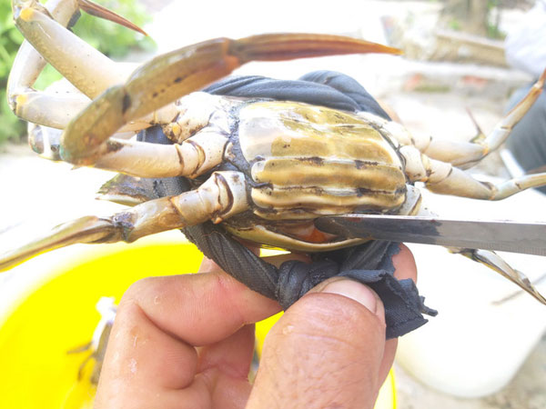 Thương lái ngưng mua cua biển ngon nhất miền Tây do Trung Quốc đóng cửa khẩu