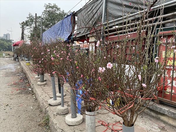 Đào Nhật Tân nở sớm xuống phố phục vụ Tết Dương lịch