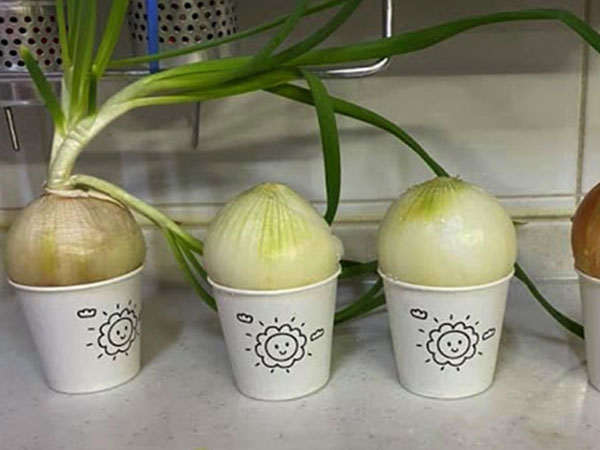 Một gia đình vẫn sống khỏe giữa đại dịch cúm khiến triệu người qua đời: Bí quyết nhờ 1 củ hành tây