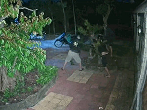 Phẫn nộ nhóm thanh niên 'xúm nhau' đào trộm cây mai Tết, hình ảnh cuối cùng khiến tất cả ngỡ ngàng
