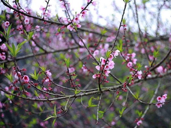 Đào rừng Tây Bắc mini đổ bộ chợ mạng, hút khách chơi Tết... giá sao?