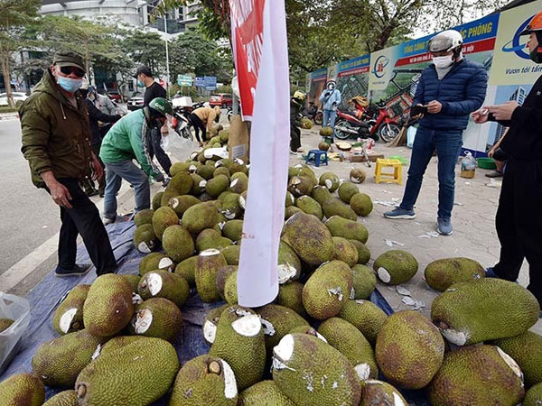 Thêm Quảng Ninh dừng xuất nhập khẩu, hàng triệu tấn hoa quả nguy khó