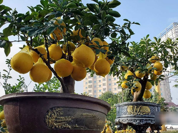 Bưởi vàng ươm giá hàng chục triệu đồng đổ bộ thành Vinh chưng Tết
