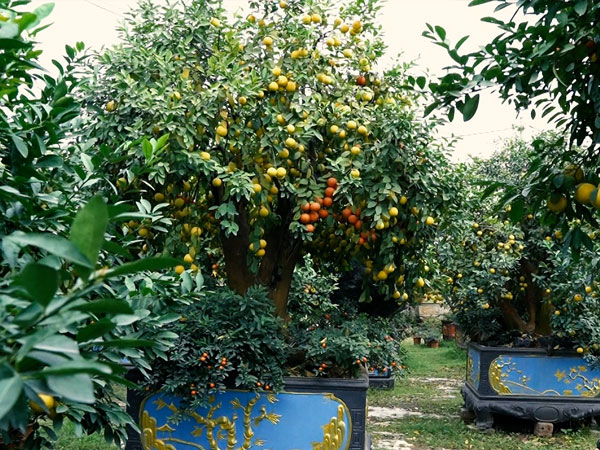 Những gốc chanh tứ quý cổ thụ có giá hàng trăm triệu chơi tết Nguyên Đán.